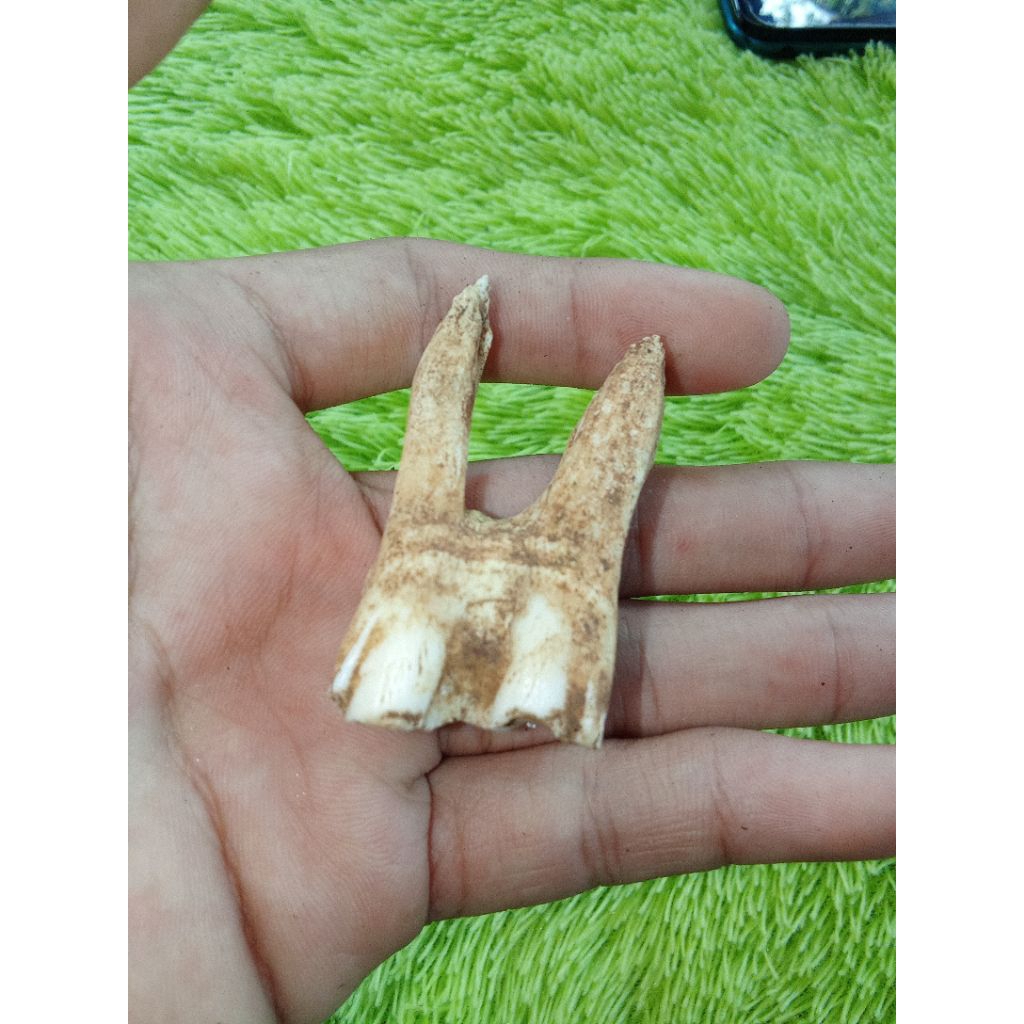 siung warak natural temuan alam unik antik