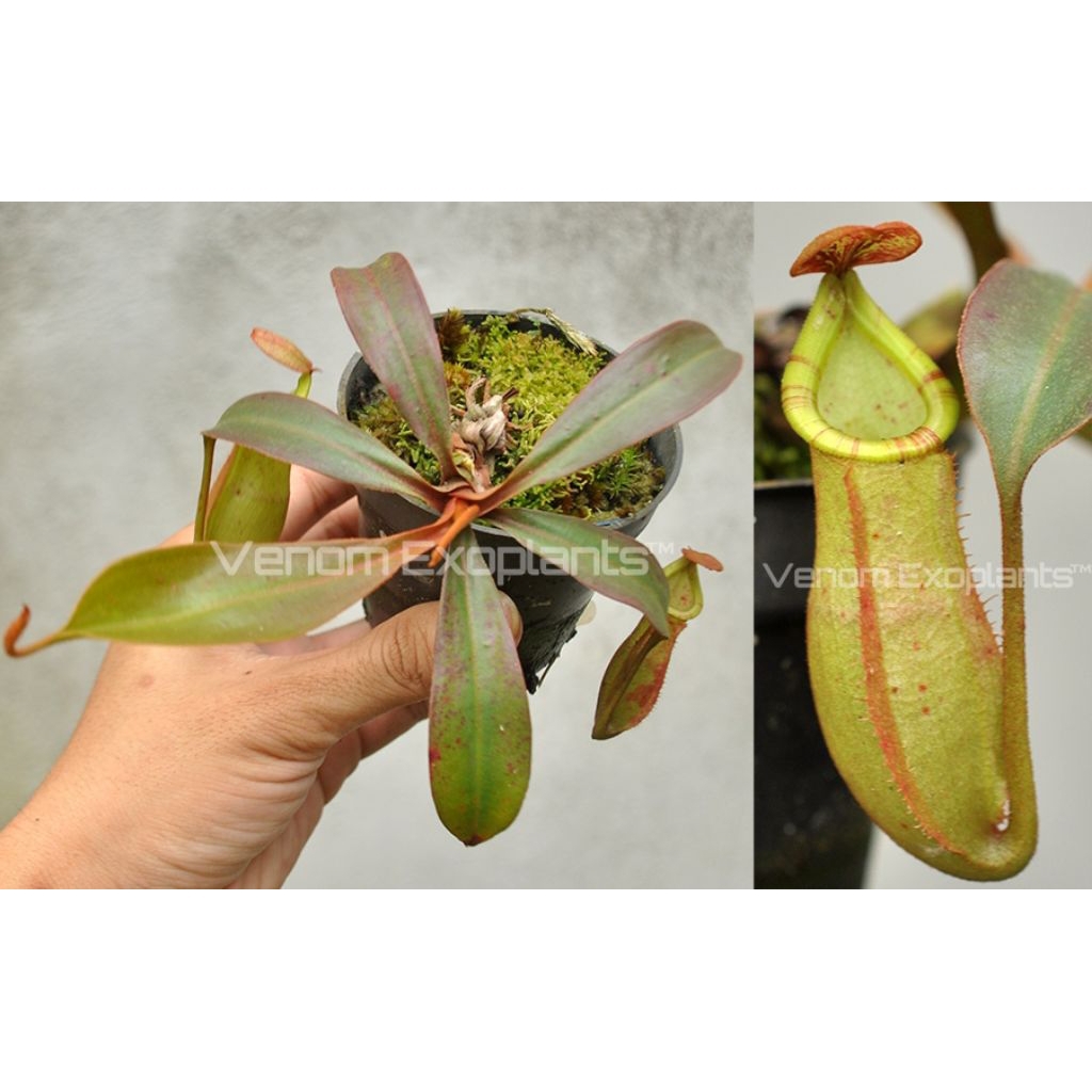 VE1388 Nepenthes mirabilis-Squat x veitchii "Pegunungan" kantong semar tanaman karnivora tanaman pem