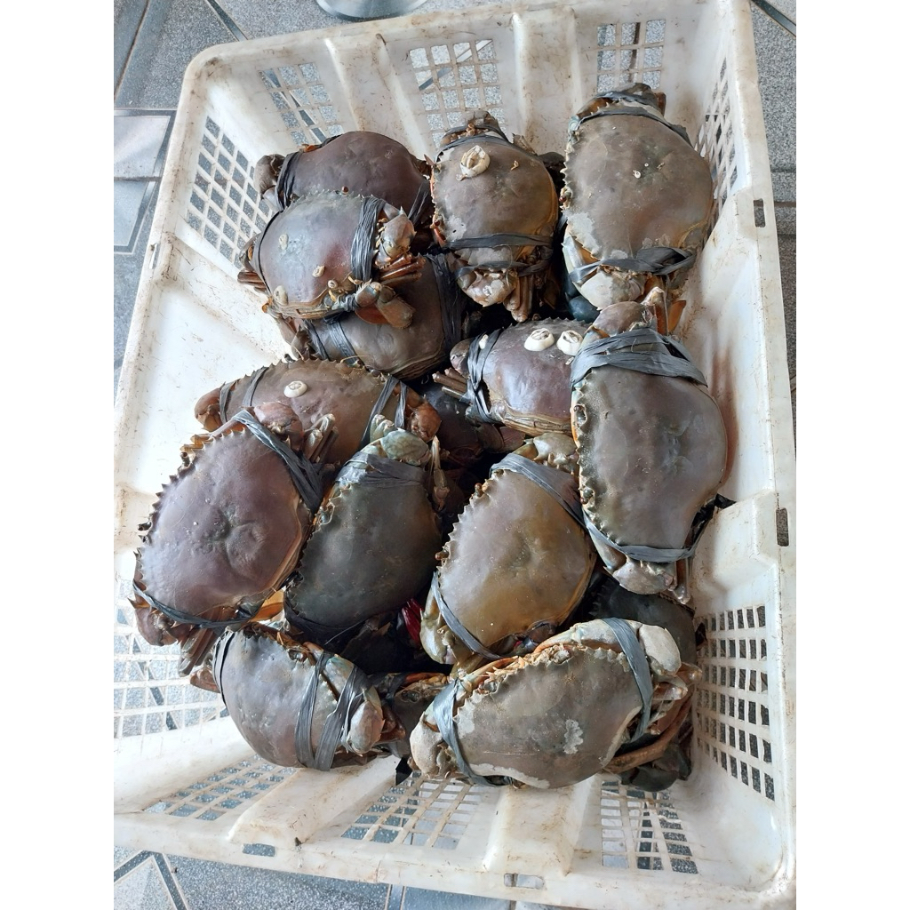 

Kepiting bakau fresh hidup Biasa dan Super A