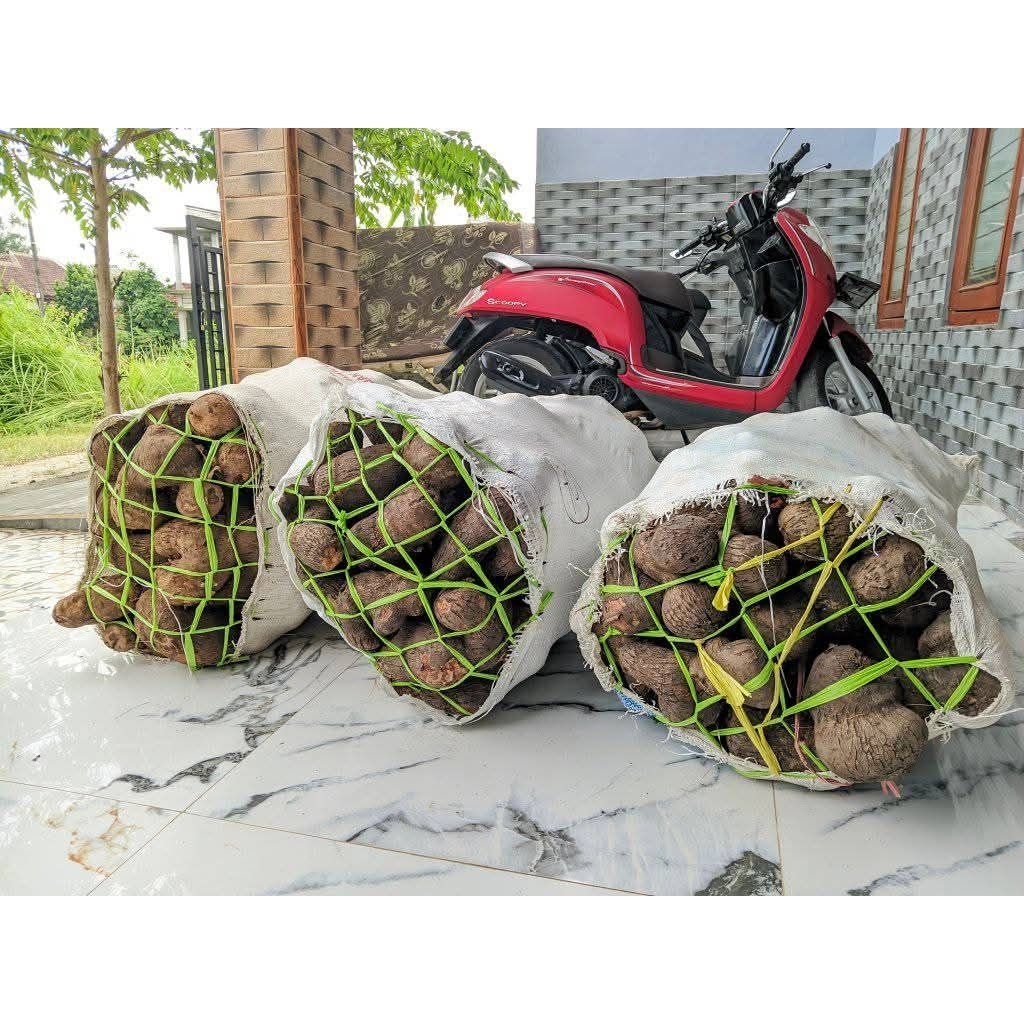 Umbi fresh uwi manis putih tuban / Ubi uwi pulen manis 500 gr