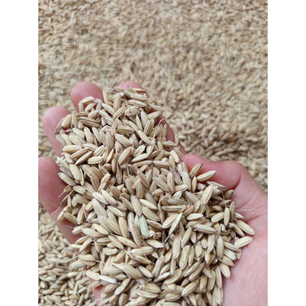 gabah padi beras putih