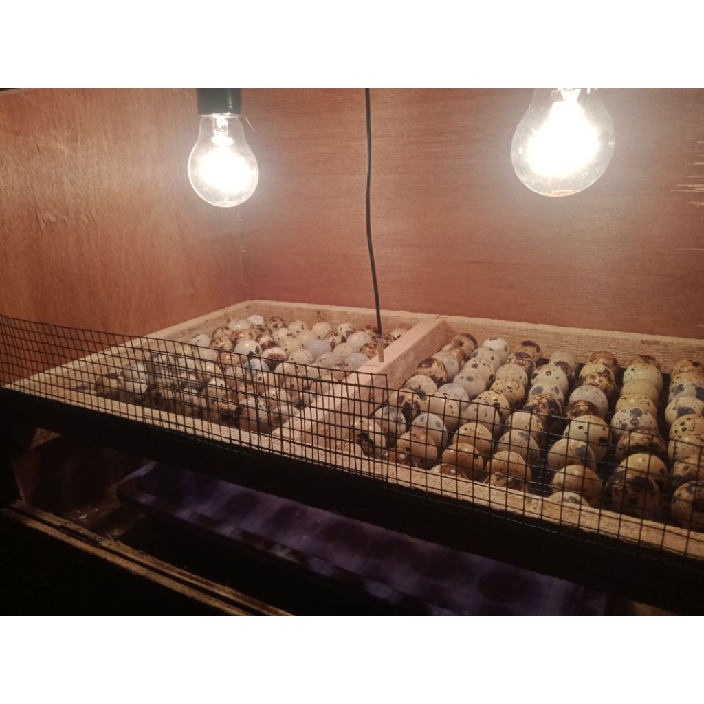 Telur puyuh fertil tetas ACS/FS