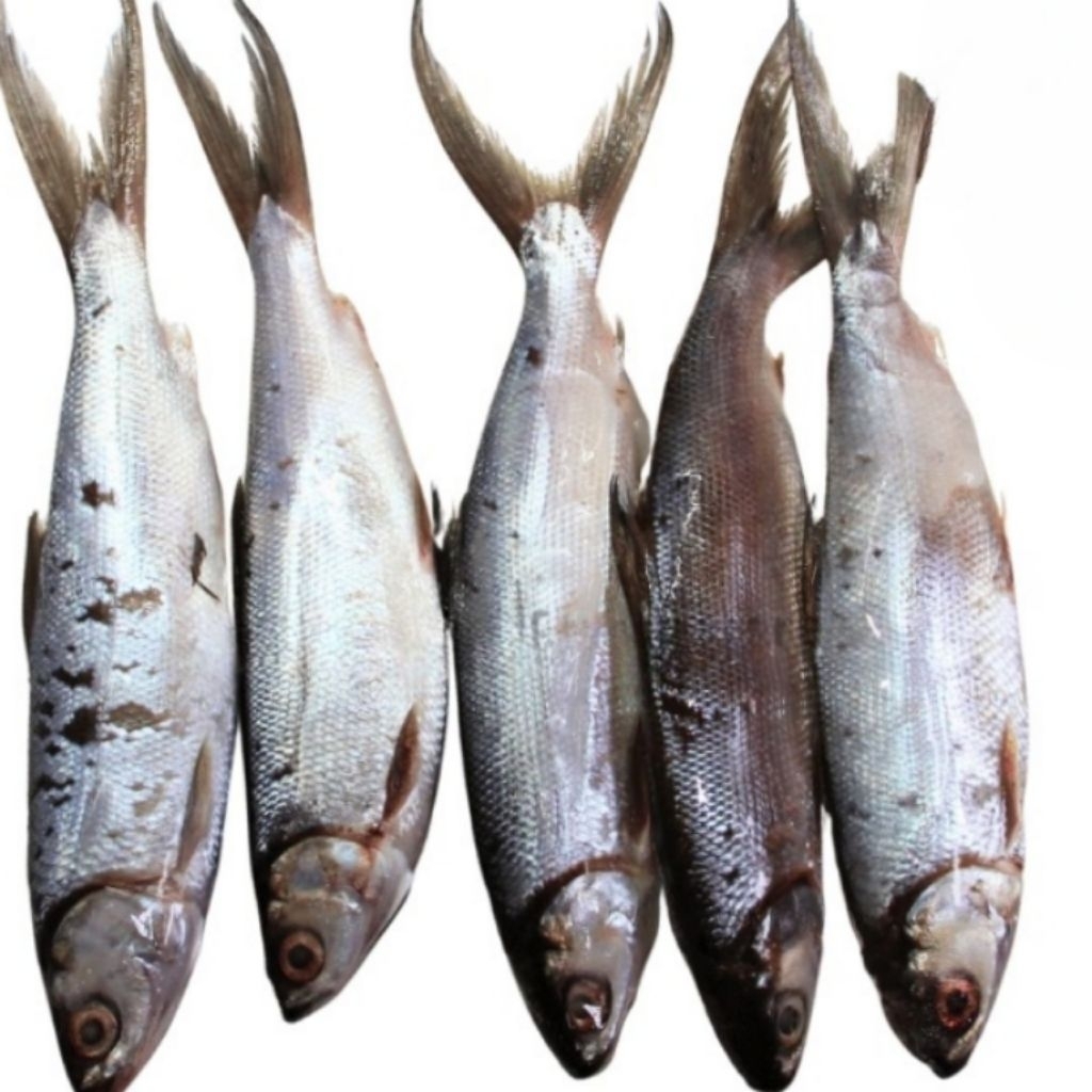 

Kode J. Ikan Bandeng Beku Frozen 1 kg
