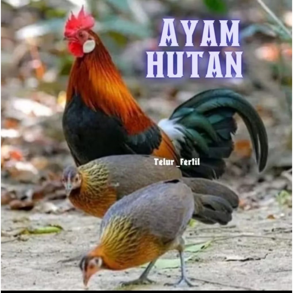 

PROMO!! telur ayam hutan asli bisa untuk di tetaskan