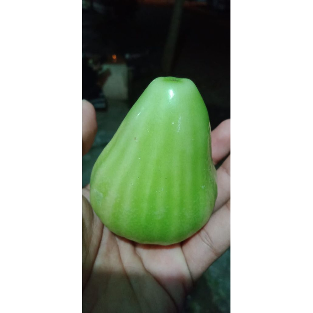 CANGKOK JAMBU AIR CINCALO TEBU