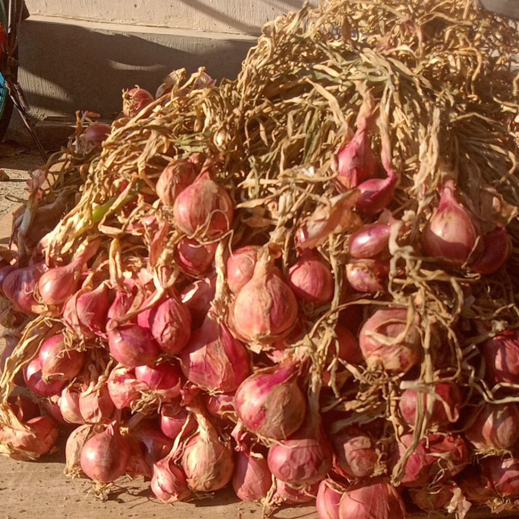 

bawang merah besar2 (ada ombyokan)