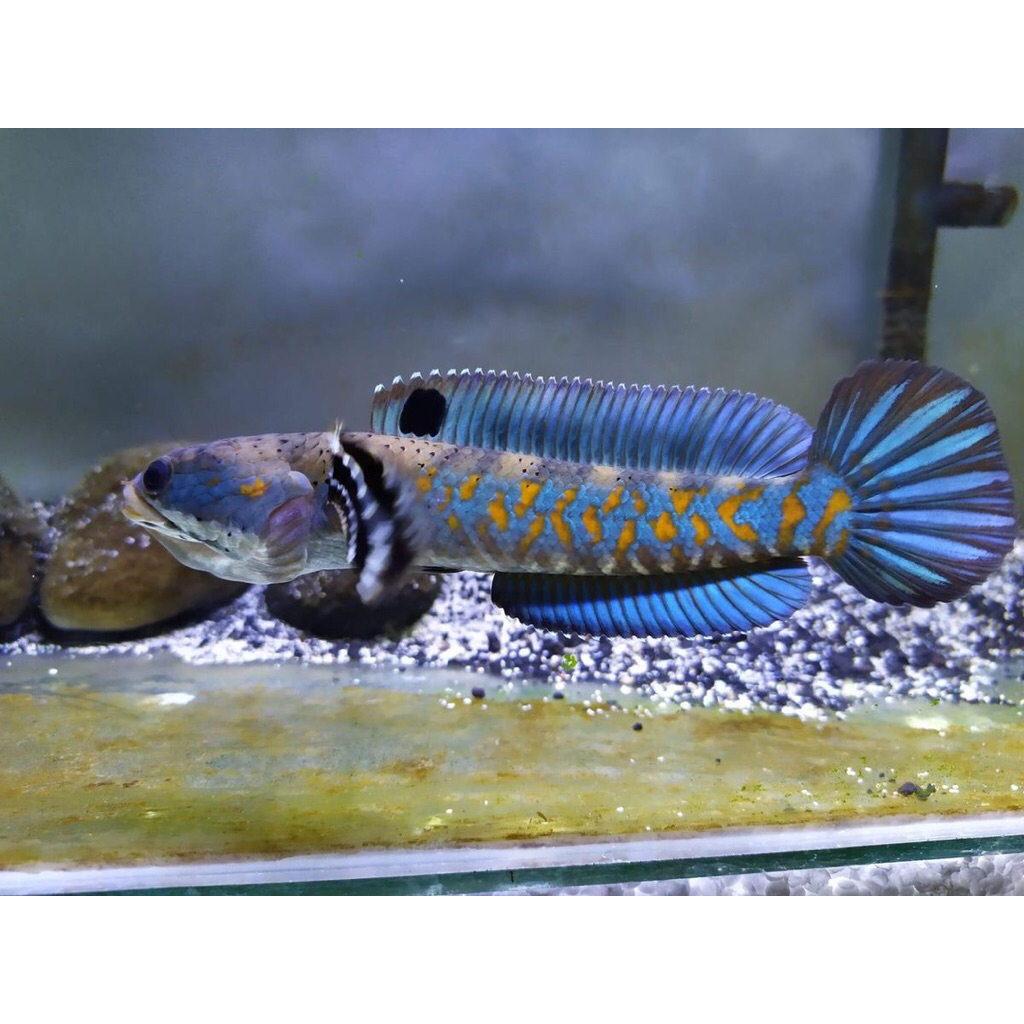 Blue pulchra size 8/10cm Channa High quality