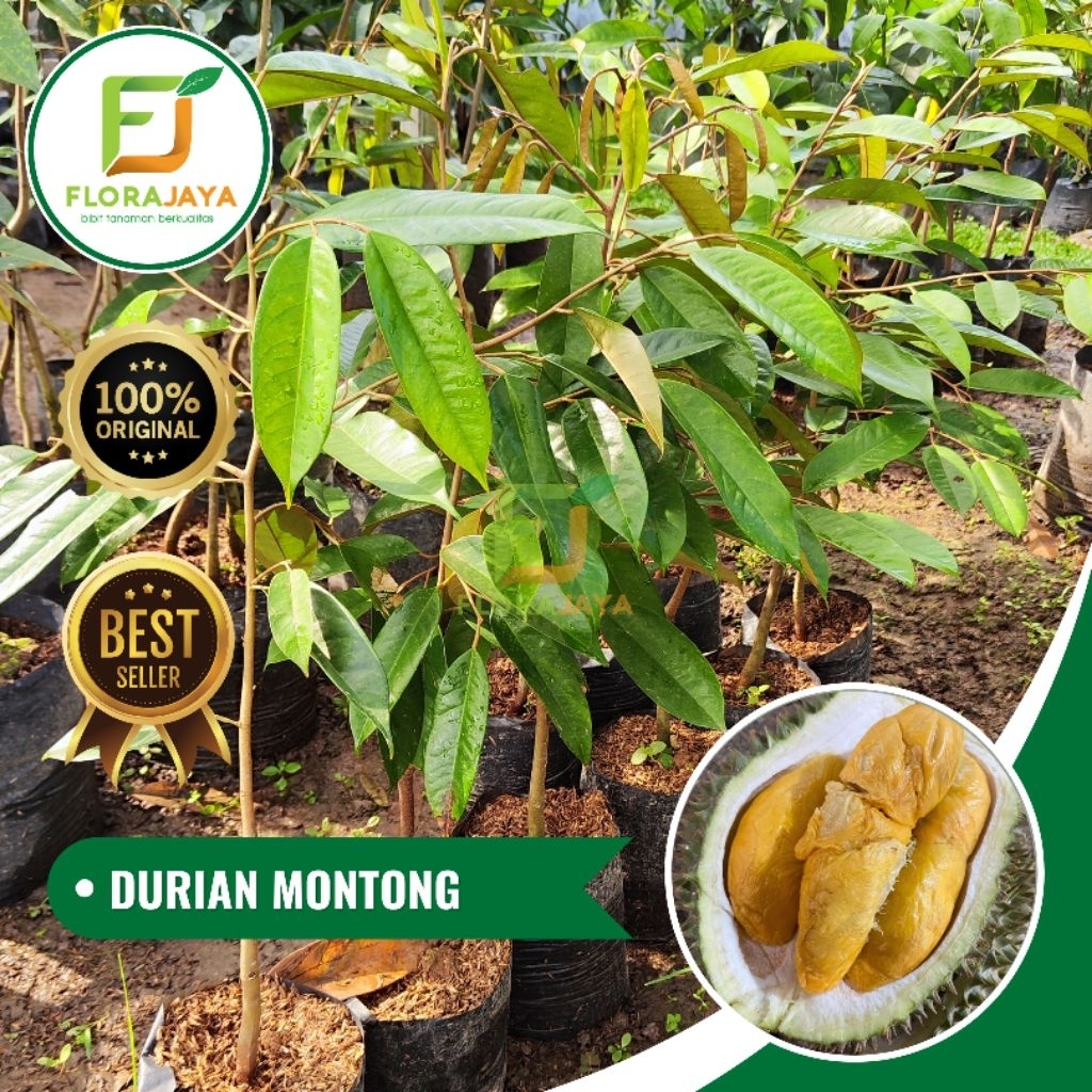 BIBIT DURIAN MONTONG OKULASI