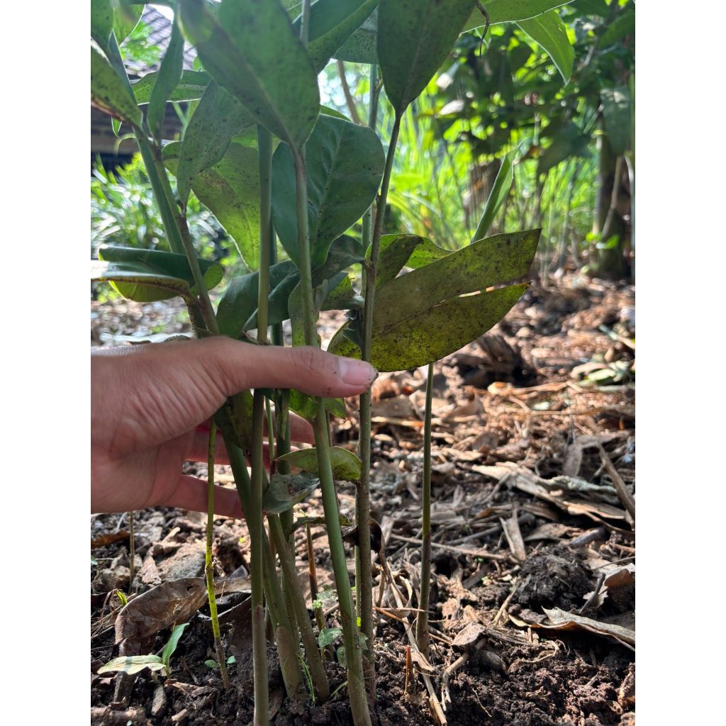 

lengkuas bumbu masak / bumbu dapur