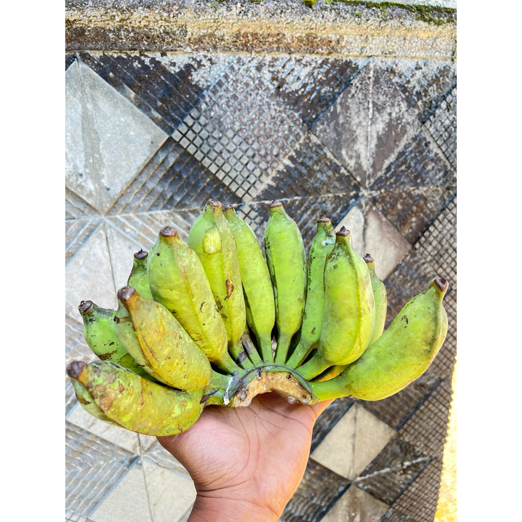 

Pisang Uter Buah Pisang Raja Bandung/Raja Bulu Berat 1kg Lebih Jaminan Garansi Fresh & Tua