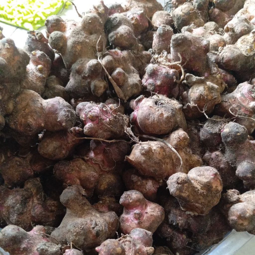 Bibit tanaman rimpang yakon umbi manis 250 gram