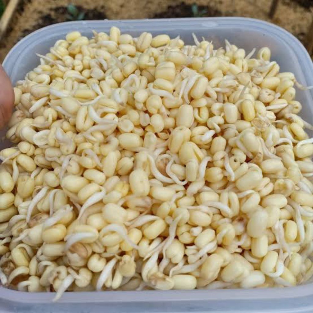 toge rawon,tauge rawon,toge soto 250g.