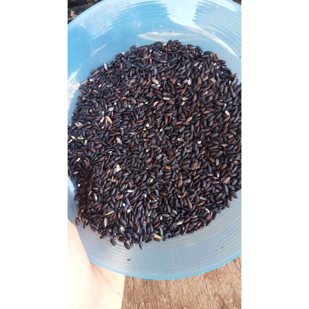 

ketan hitam (pk)