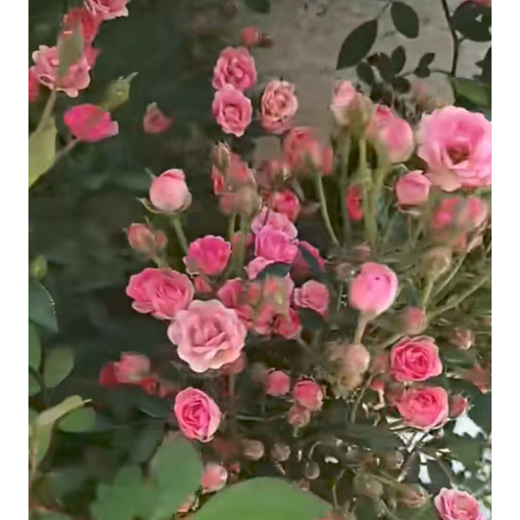 bunga jenis mawar cantik