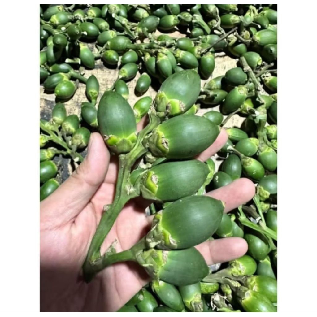 

buah pinang muda 1kg