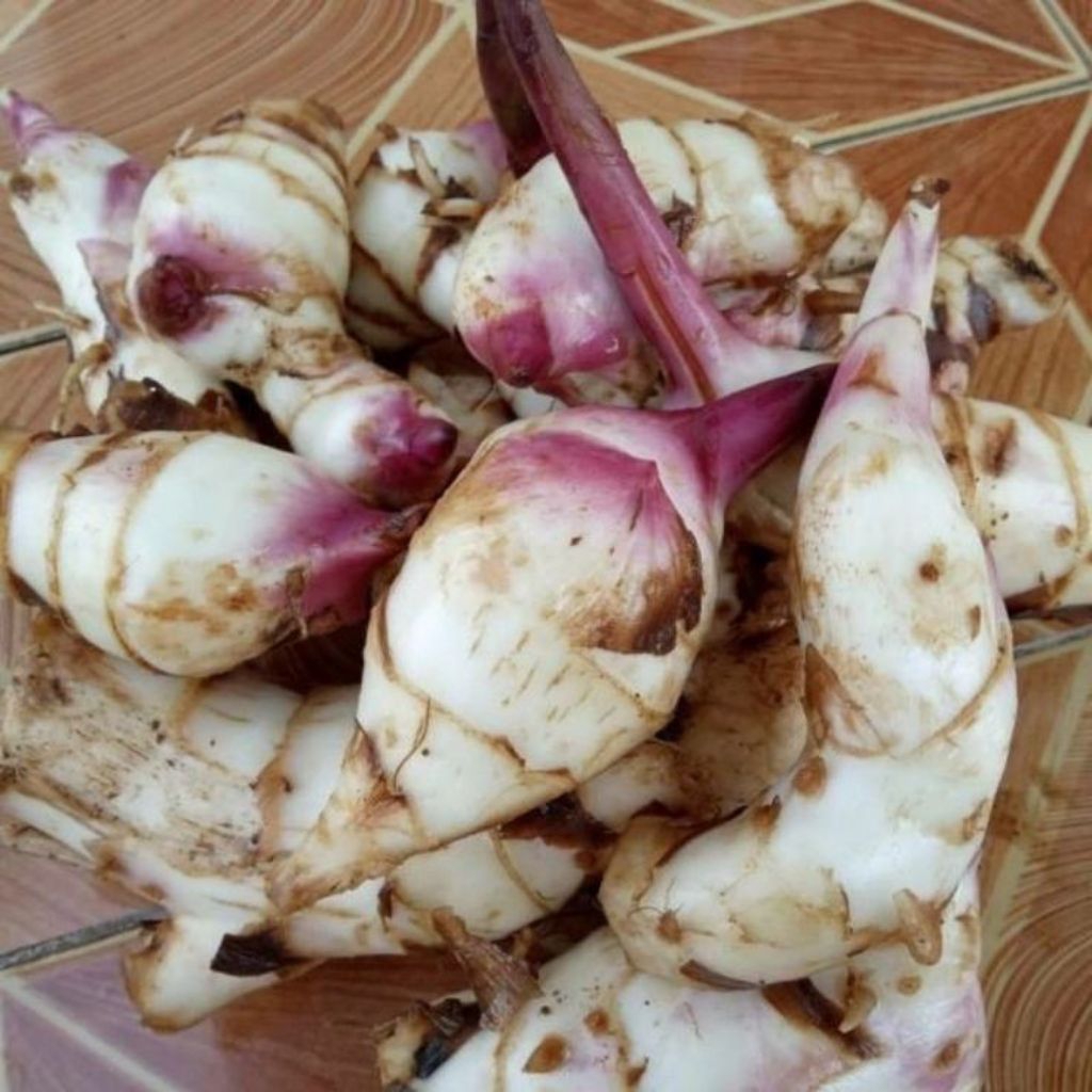 

umbi ganyong umbi ganyo asli fresh segar termurah 500 grm