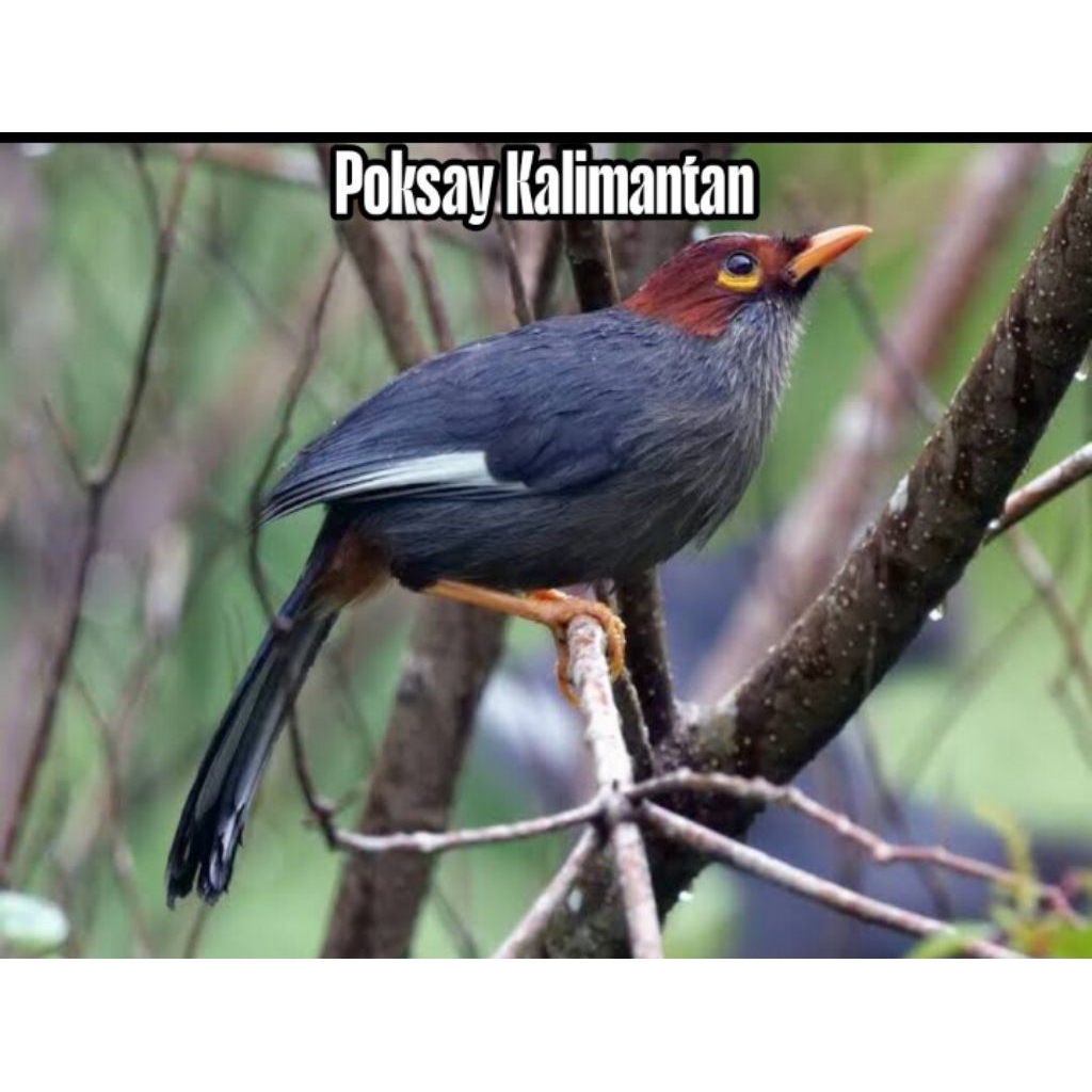 

Telur fertil siap tetas Burung Poksay kalimantan 2 butir 100% menetas