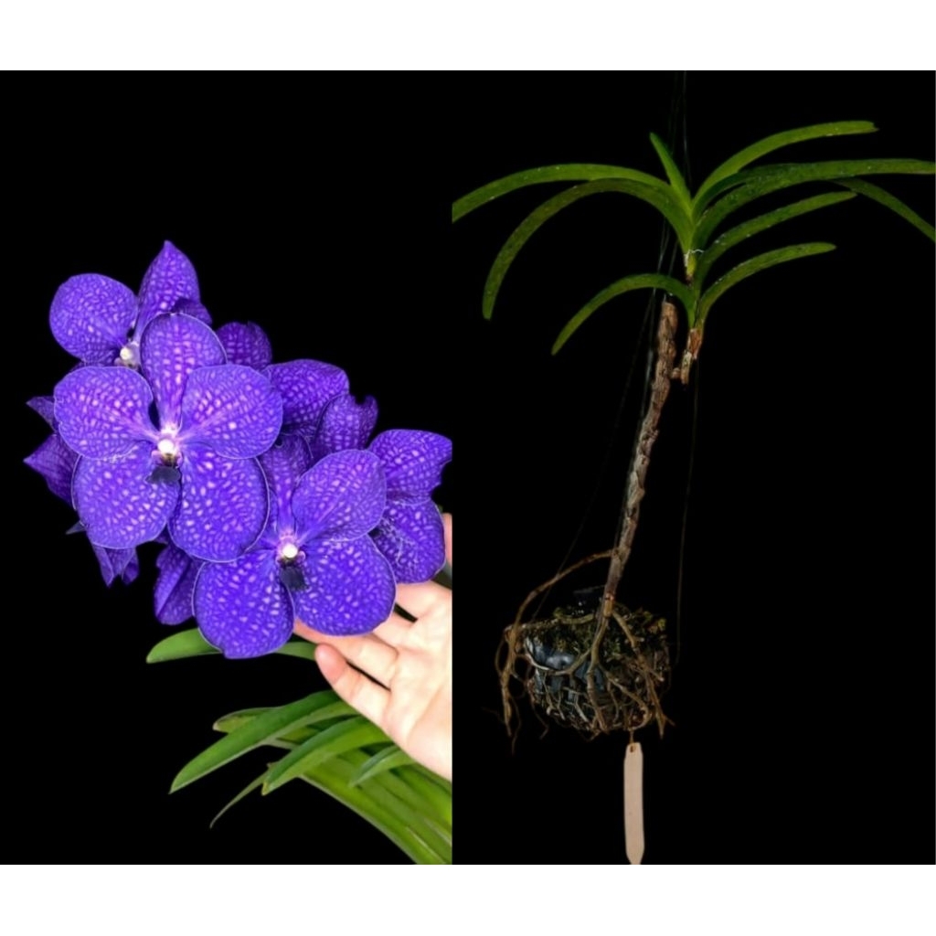 Vanda Pachara Delight Blue