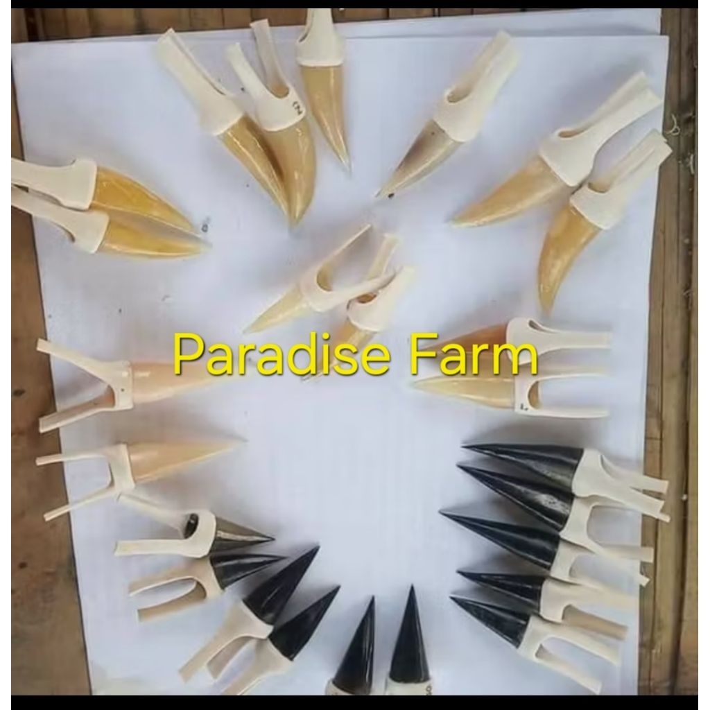 JALU SAMBUNG UNTUK AYAM ADUAN/TARUNG-TERBUAT DARI TANDUK DOMBA