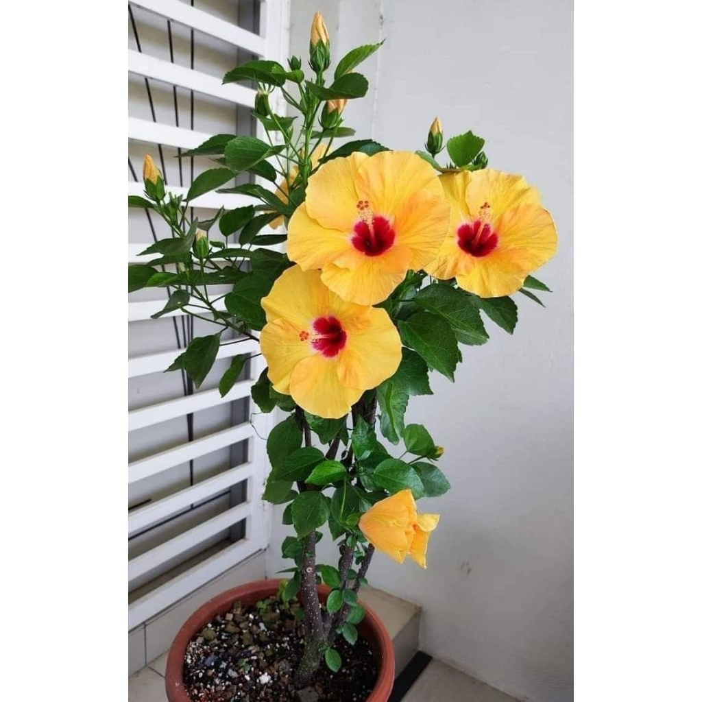 Kembang sepatu bunga kuning - Pohon kembang sepatu tanaman hias
