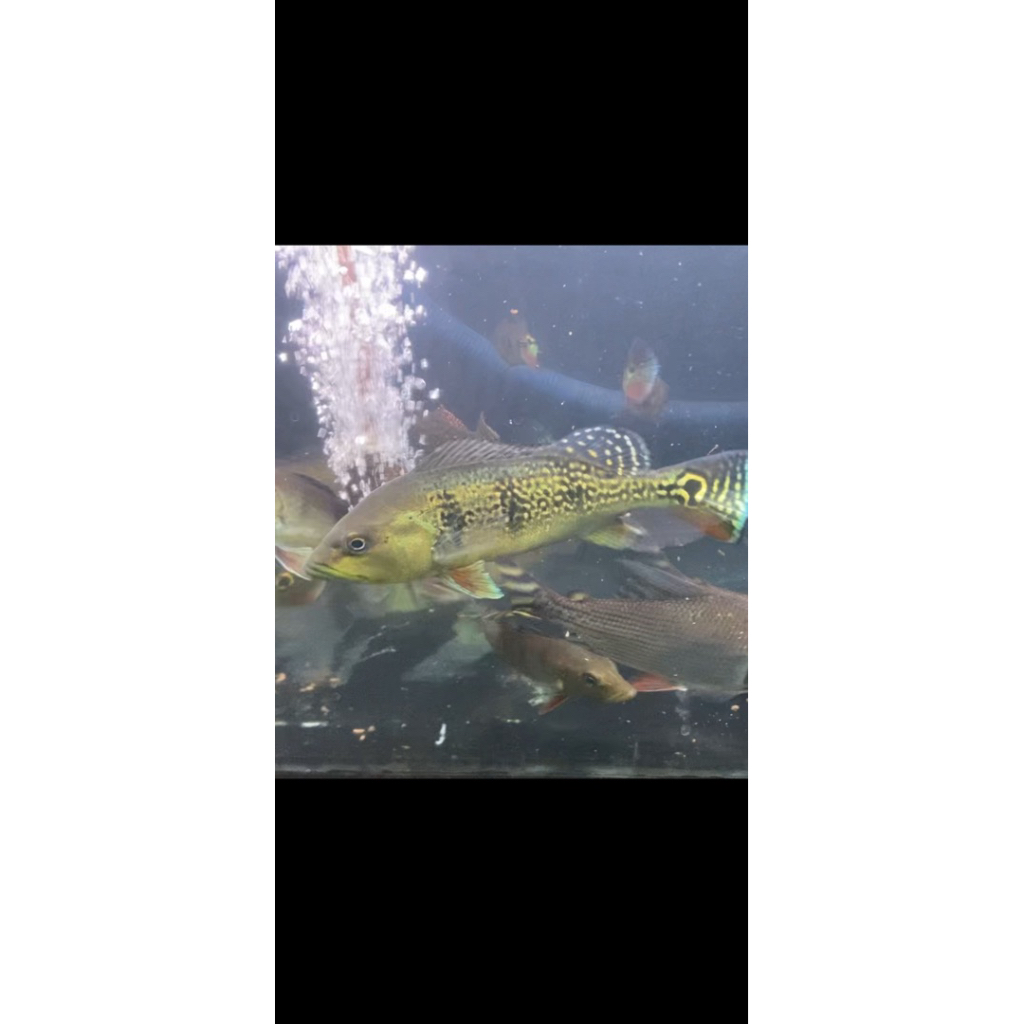 ikan pbass kalberi / pbass / predator