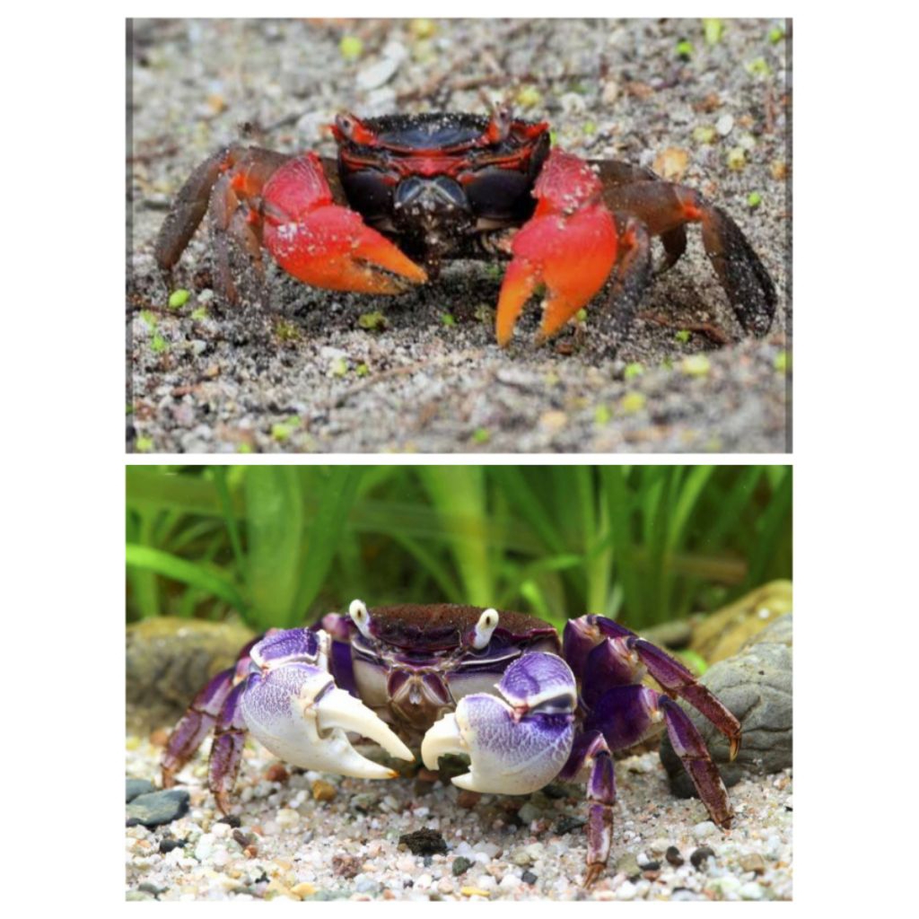 

Ikan kepiting hias tawar Red spider Beli 2 gratis 1