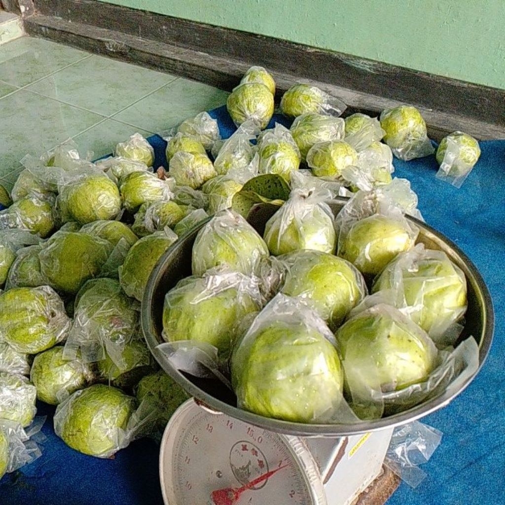 

jambu kristal 1 kilo isi 7 8