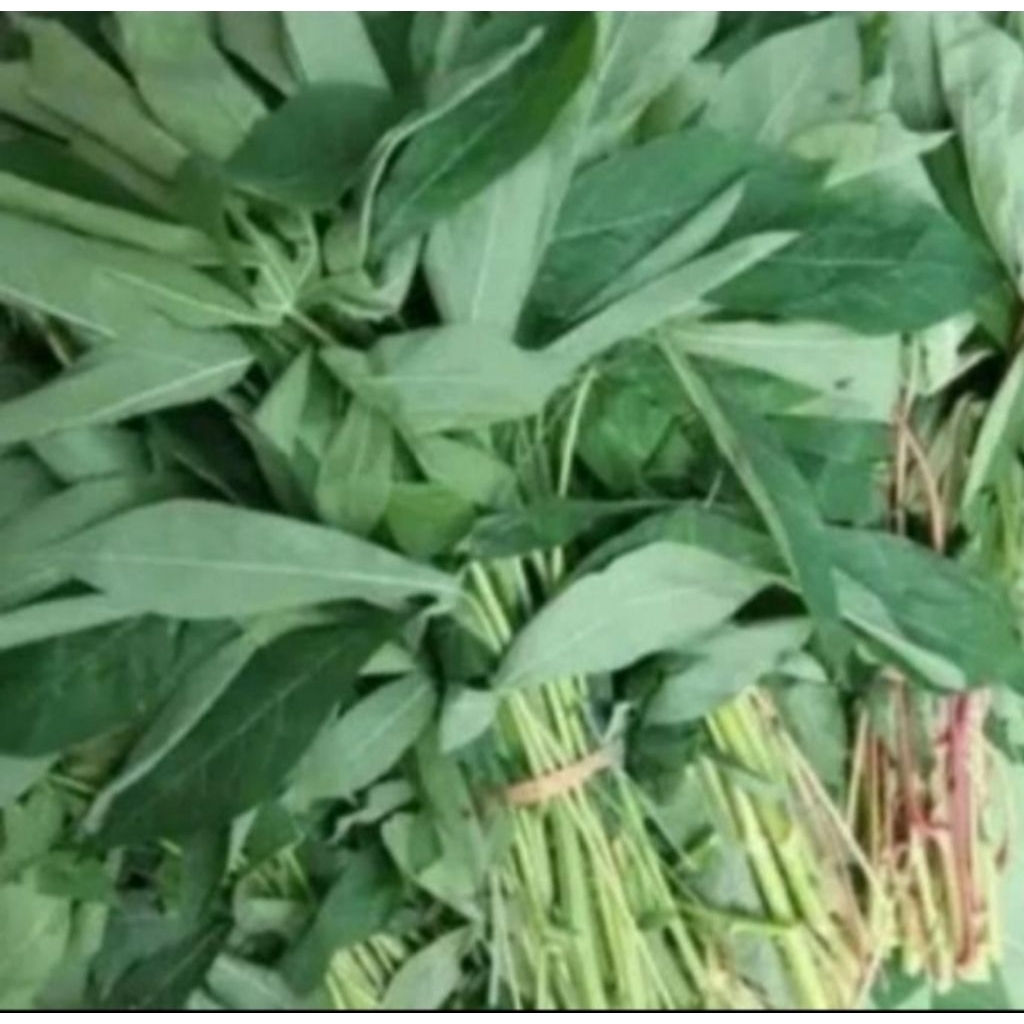 

Daun singkong per ikat