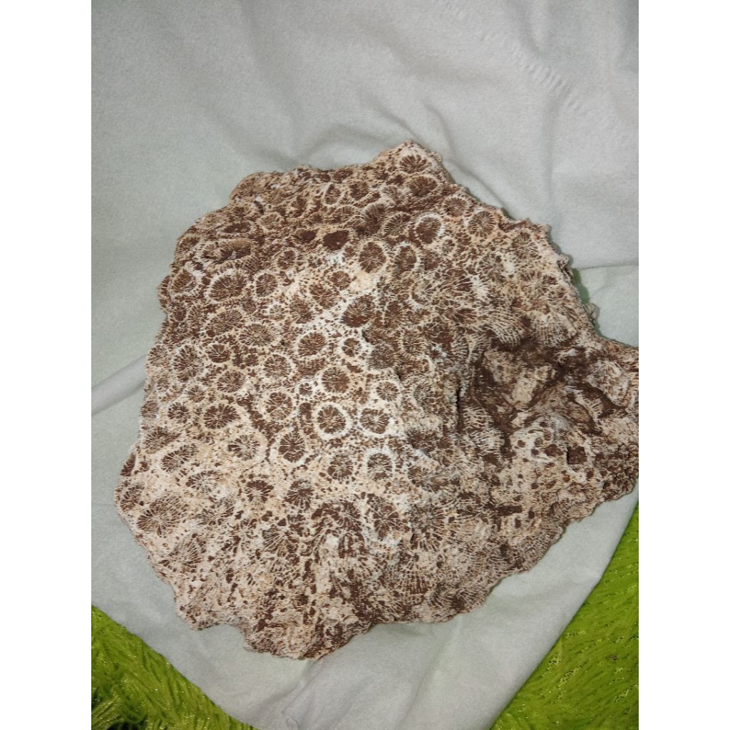 batu putih kerang laut