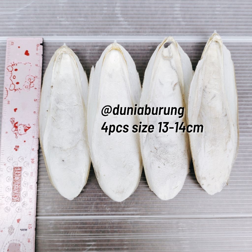 4pcs size 13-14cm Tulang Sotong Cangkang Cumi Murni Alami Cuttlefish Bone Kualitas Ekspor Super Grad