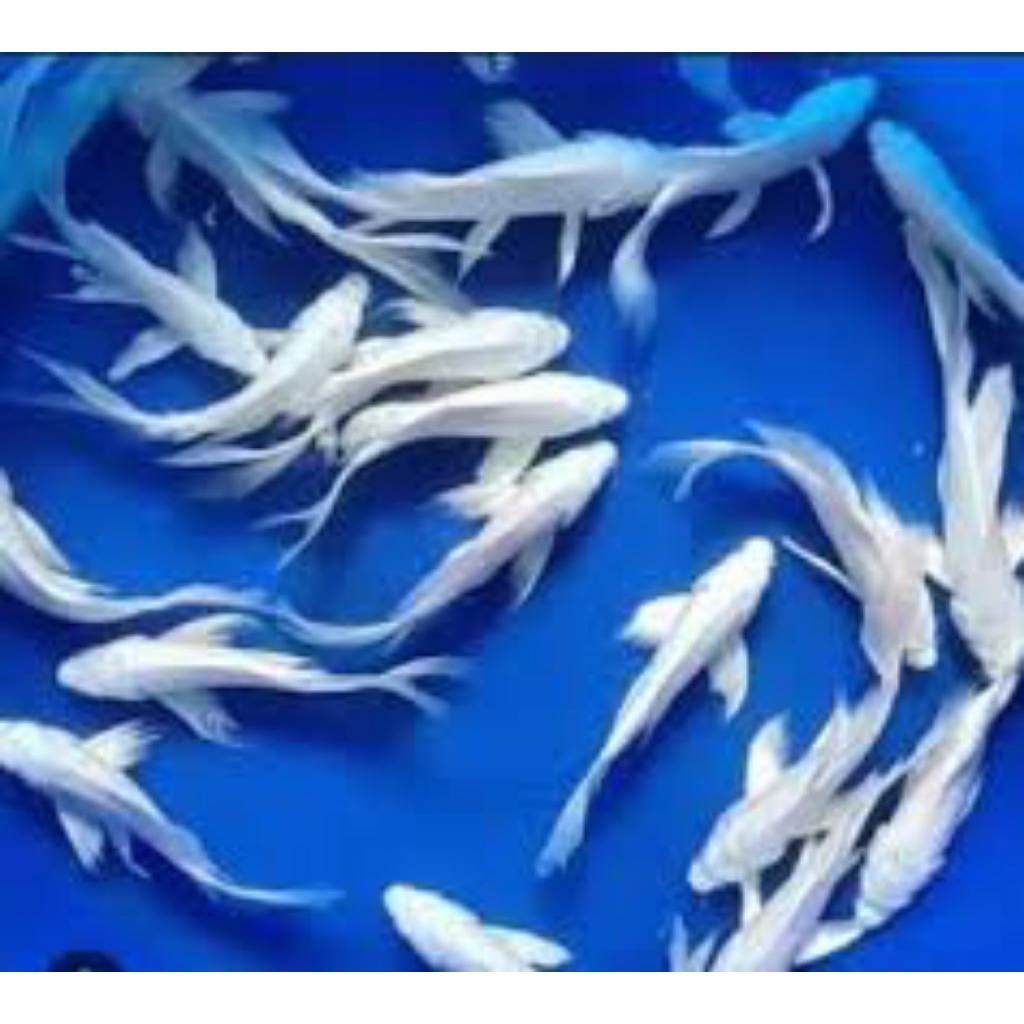 keindahan aquarium koi platinum bergaransi 7-9cm