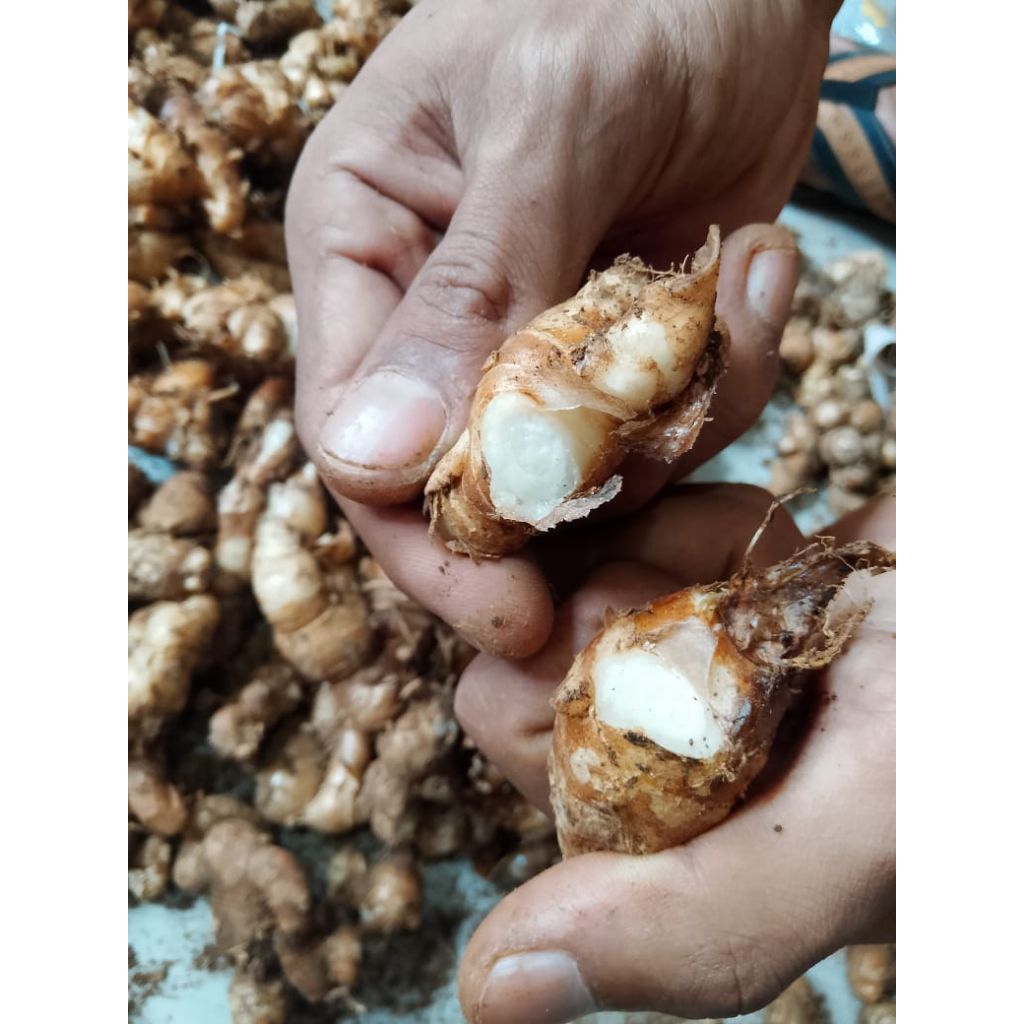 

kencur segar 1kg