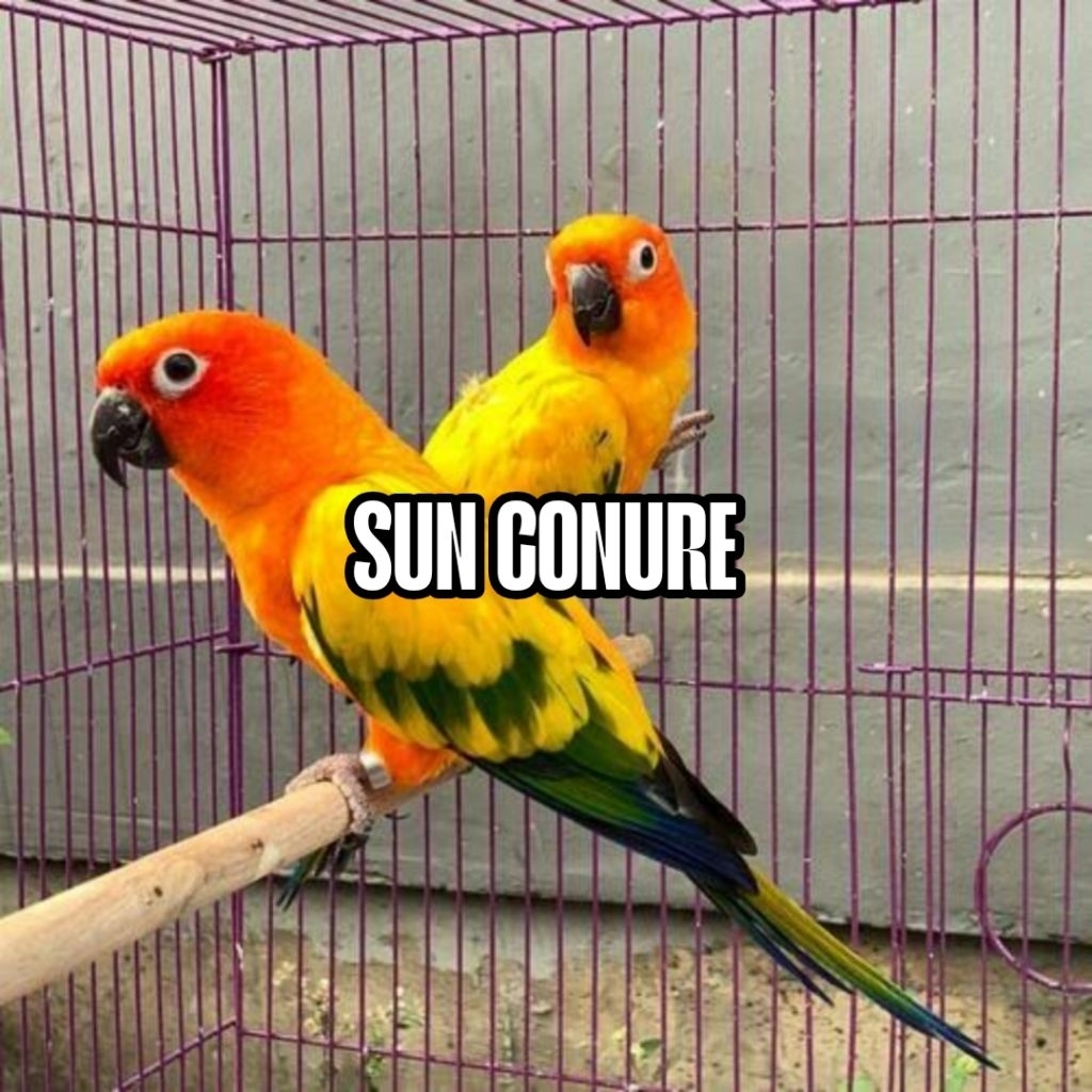

TELUR FERTIL SUN CONURE INDUKAN GRADE A+ MENETAS GARANSI