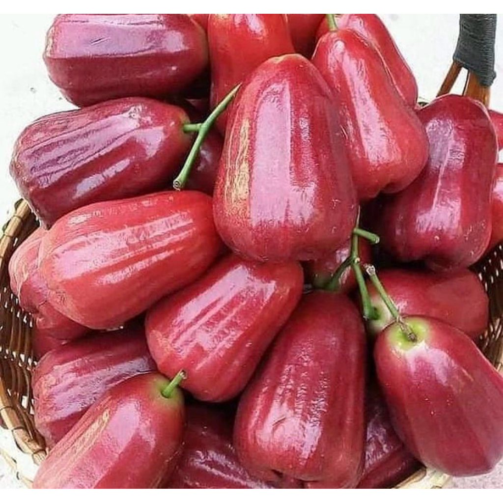 

jambu jambu