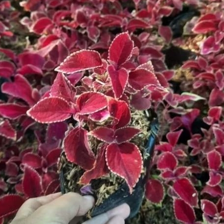 tanaman hias miana - miana daun merah