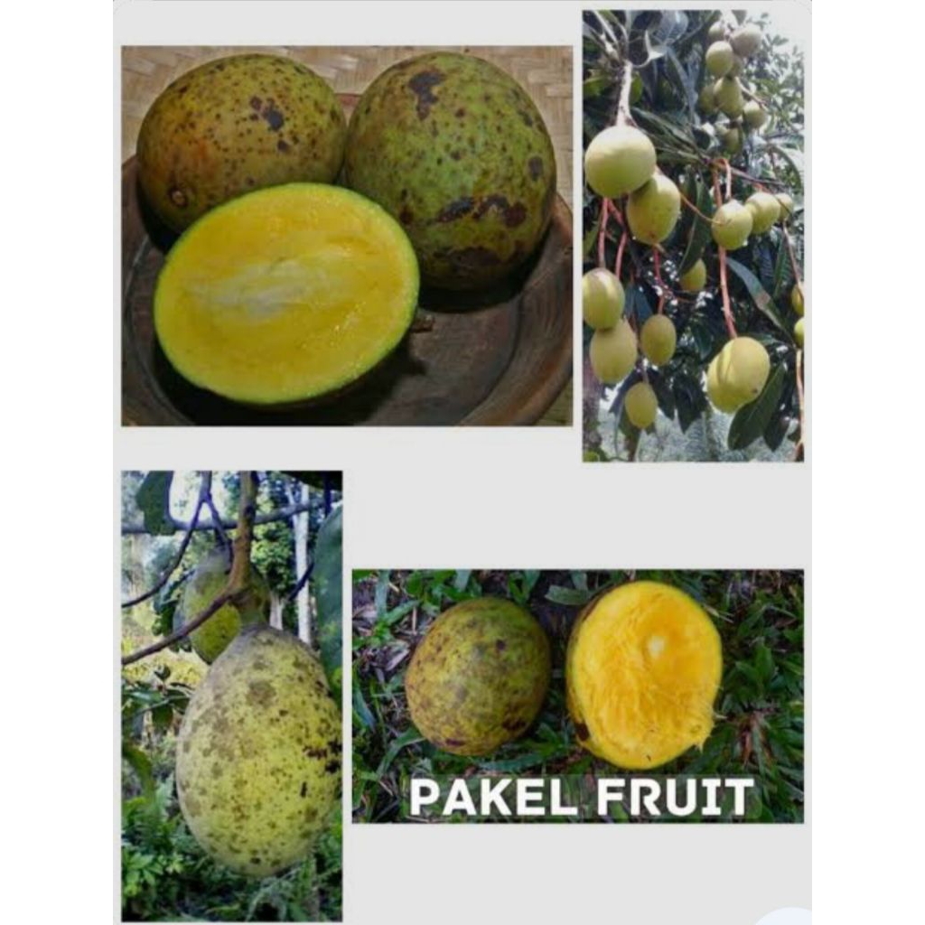 

BUAH MANGGA 1 Kg,. ASAM MANIS SEGAR #BACANG #LIMUS