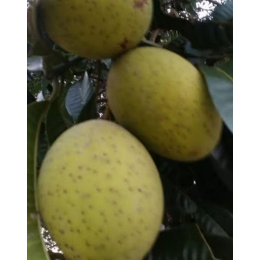 

BUAH MANGGA MANIS-ASAM SEGAR 1 Kg, MENGKAL & MATANG #LIMUS