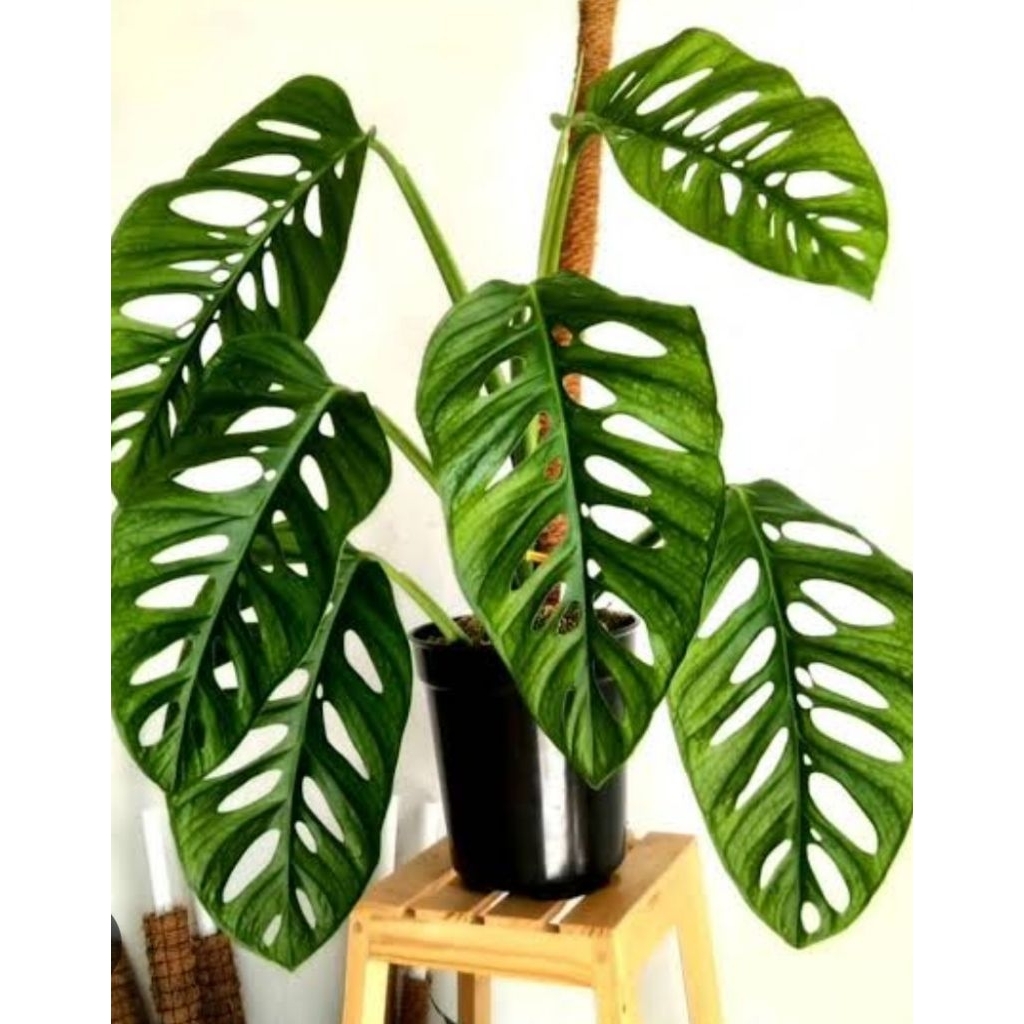 Monstera acuminata tanaman hias janda bolong daun full besar