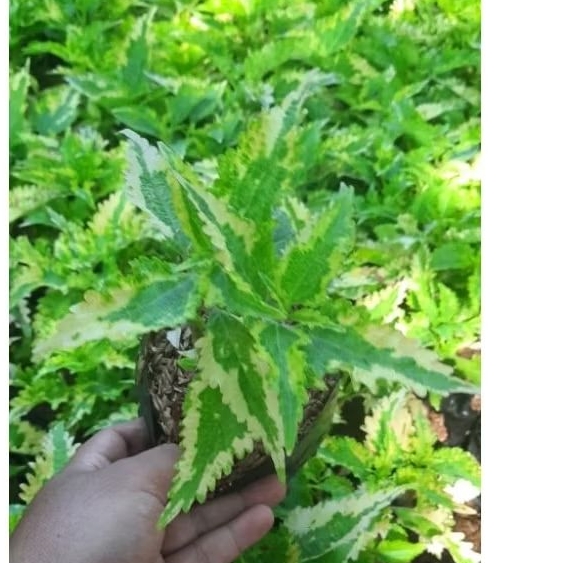 tanaman hias miana - miana daun hijau kuning