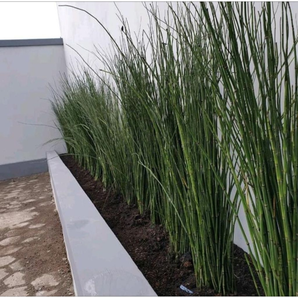 Pohon Bambu Air Tanaman Hias Bambu Air / Pohon Bambu Air