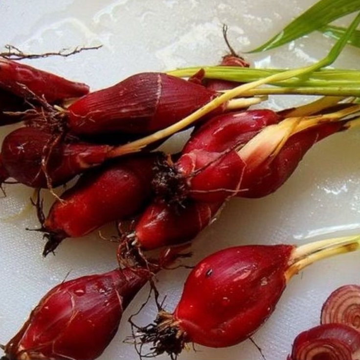 

BAWANG DAYAK FRESH SEGAR 1KG,HERBAL ALAMI 100% ORIGINAL