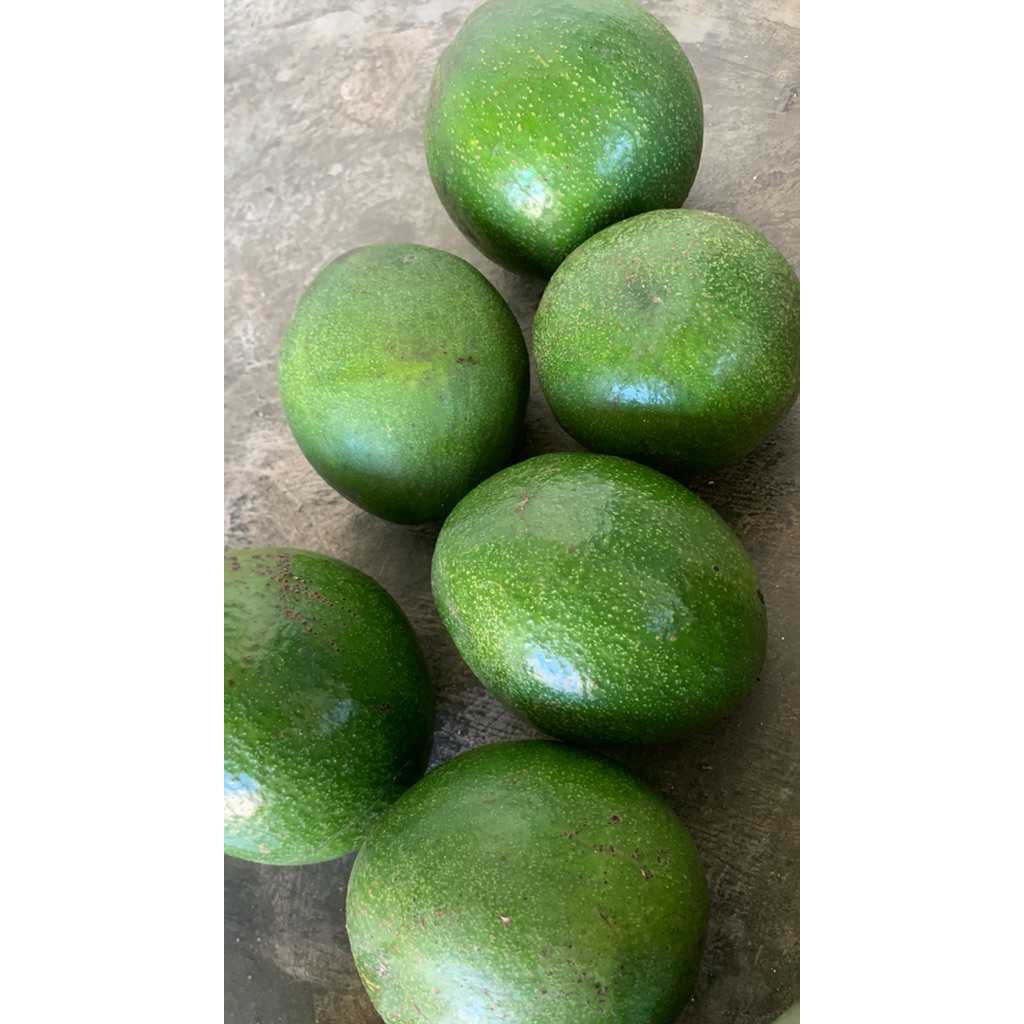 

alpukat mentega isi jumbo