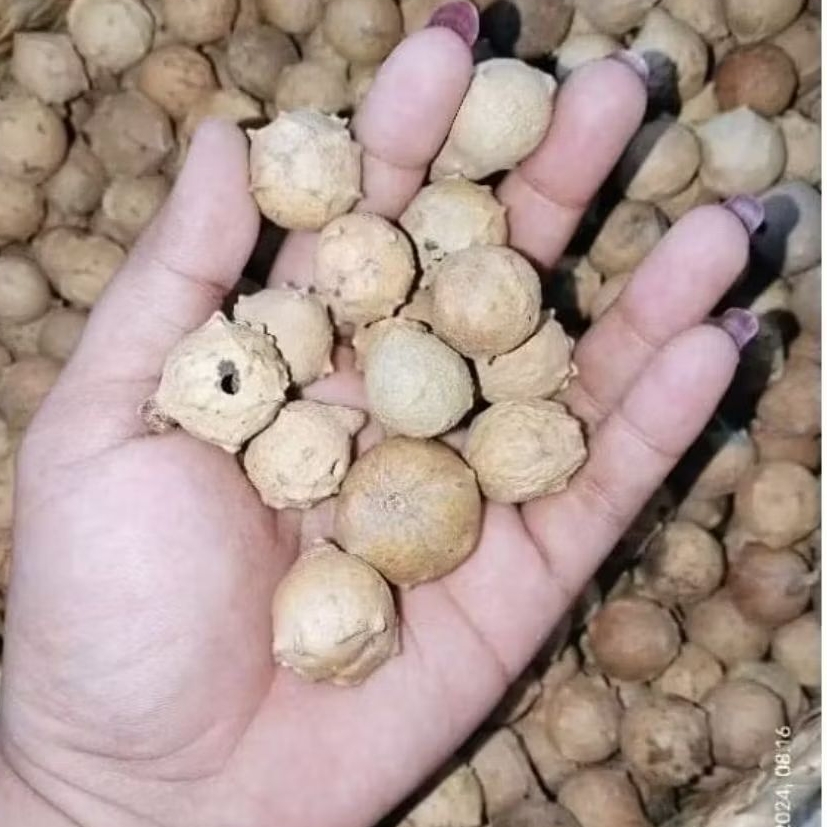 

biji buah manjakani 1kg