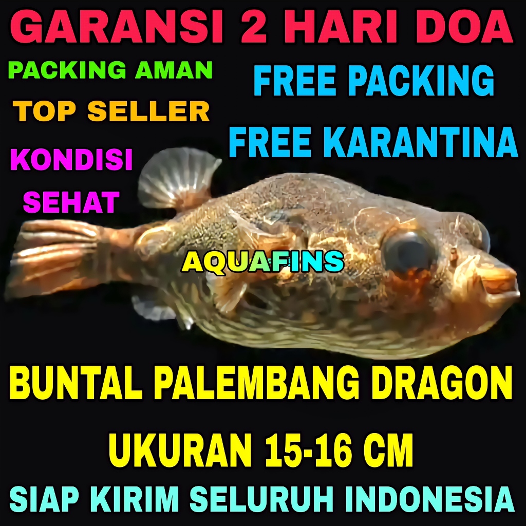 HIASAN COCONUT PUFFER BUNTAL KELAPA PALEMBANG BULAT INDUKAN UKURAN 15-16 CM