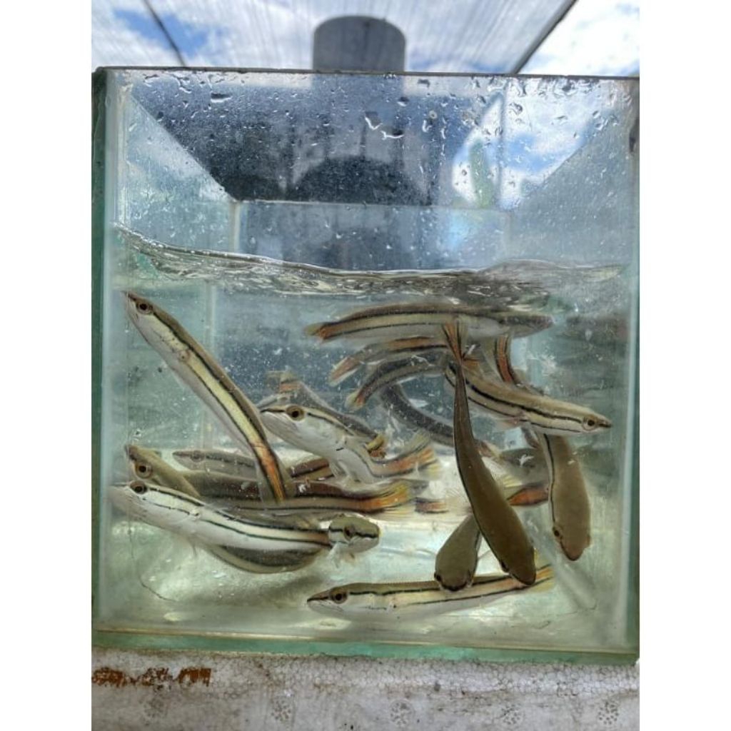 hiasan aquarium cana toman