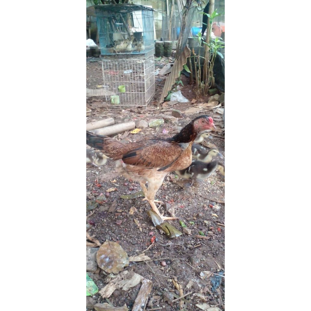 

Betina Ayam kampung Siap bertelur