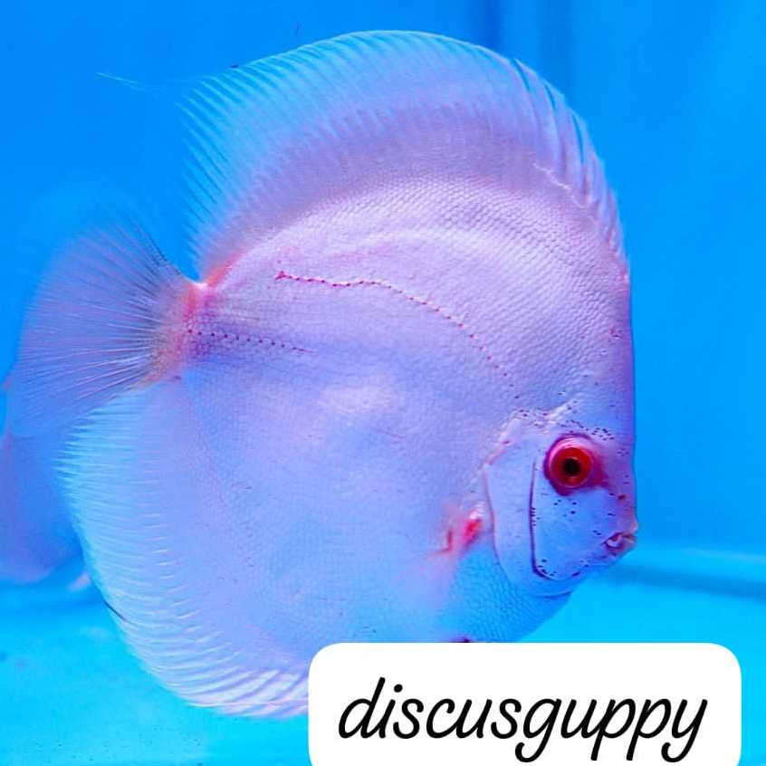 Blue Diamond Discus - Enhanced Edition