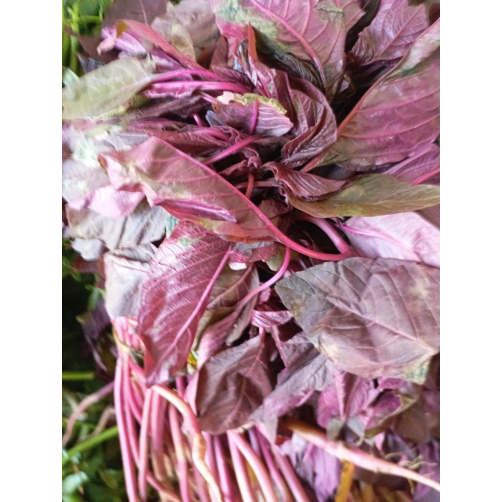 

SAYUR BAYAM MERAH SEGAR ikat