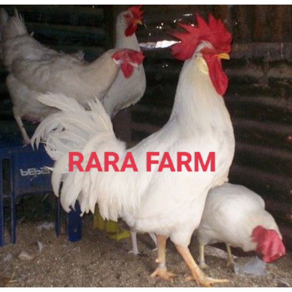 

TELUR AYAM WHITE LEGHORN UNTUK DITETASKAN