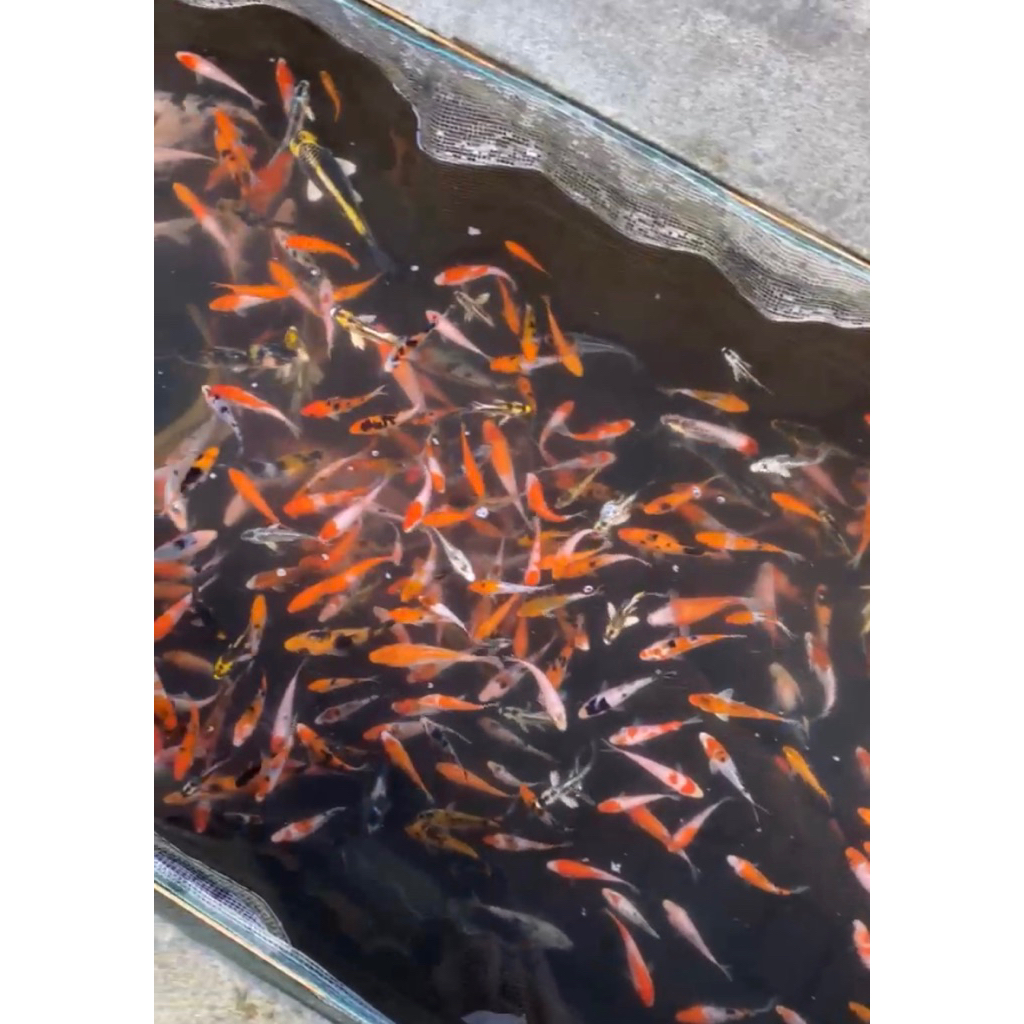

ikan koi